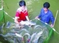 Nghệ An: Thành công từ mô hình nuôi cá lăng chấm
