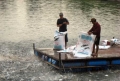 “Cò cá” bắt tay thương lái Trung Quốc lùng sục mua cá tra non