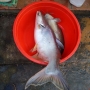Bắt được cá basa "khủng" 9 kg trên sông Đồng Nai