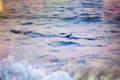 Ngư dân "nhận dạng" cá lạ khổng lồ bơi dọc biển Tuy Hòa