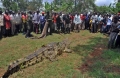 Cá sấu khổng lồ ăn thịt người hàng loạt bị bắt sống