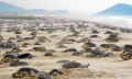 Kỳ thú hàng nghìn con rùa Golfinas “đổ bộ” vào bờ biển Mexico