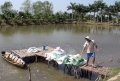 Con tôm và cá tra chưa hết khó