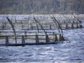 Công nghệ nuôi trồng thủy sản sẽ nổi bật ở GFIA vào năm 2015