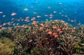 Indonesia phục hồi 50% diện tích san hô bị hủy hoại
