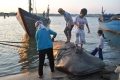 Ngư dân  bắt được “cá thần” nặng hơn 1 tấn