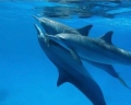 Mỹ ngăn chặn việc Mexico kiện về việc dán nhãn bảo vệ cá heo