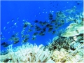 Quan tâm bảo tồn đa dạng sinh học biển