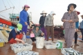 Sản xuất cá tra vẫn trầm lắng