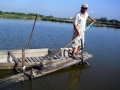 Bình Định: Bị đổ thuốc sâu 3 hồ tôm, thiệt hại hàng trăm triệu đồng