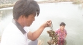 Ninh Hải: Nhiều diện tích nuôi hàu có dấu hiệu dịch bệnh