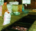 Không có chất Trifluralin trong cá điêu hồng ở Đồng Tháp
