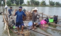 “Định vị” cho cá tra xuất khẩu