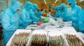 EU cảnh báo chất kháng sinh trên tôm Việt Nam