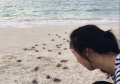 'Đỡ đẻ' cho rùa biển tại Côn Đảo