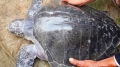 Phát hiện rùa cực quý tại phá Tam Giang
