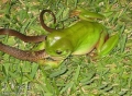 Cận cảnh ếch nguy hiểm nhất TG "xơi tái" rắn
