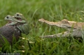 Cặp ếch thoát chết thần kỳ ngay trước hàm cá sấu