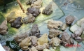 Tiền Giang: Bàn giao ếch giống và vật tư mô hình nuôi ếch thương phẩm an toàn sinh học