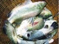 Ngư dân vùng ven biển Trà Vinh phát triển nghề nuôi cá chẽm