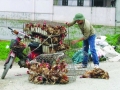 Vạch trần “công nghệ tẩm độc” vào thực phẩm của Trung Quốc: Kỳ 2: Ẩn họa "gà đầu trọc" và xúc xích được trộn với thuốc diệt ruồi