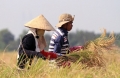Nông dân ĐBSCL : Vui Tết chứ không ăn Tết