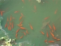 Mô hình nuôi cá Hồng Kim tại Tam Phú (Thủ Đức, TPHCM)