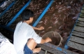 Giá cá điêu hồng nuôi lồng bè thấp: Nhiều bè cá bỏ trống