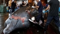 Chức trách Nhật Bản "xin" giết thêm 333 con cá voi