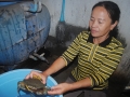Ninh Thuận: Ứng dụng quy trình công nghệ sản xuất thành công giống cua xanh