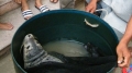 Hải cẩu xám 30kg vào lưới ngư dân Đà Nẵng ăn cá