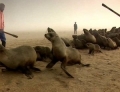 Hải cẩu bị đập chết hàng loạt tại Namibia