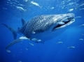 Indonesia có thể áp dụng hạn ngạch đánh bắt cá mập