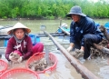 Hàng loạt hàu chết chưa rõ nguyên nhân ở Đất Mũi, Cà Mau