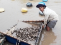 Quảng Ninh: Công bố nguyên nhân khiến hàu nuôi chết hàng loạt