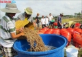 “Kỹ sư” chân đất