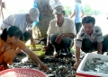 Cà Mau: Hợp tác xã giống thủy sản Sông Đốc: Ngày càng khẳng định thương hiệu