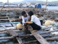 Quảng Ngãi: Người mang hàu Thái Bình Dương về cửa biển Sa Huỳnh