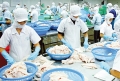 Cạnh tranh thiếu lành mạnh: Cá tra có thể mất thị trường châu Âu