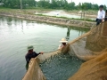Phú Thọ: Sau 7 năm đưa thủy sản trở thành chương trình kinh tế nông nghiệp trọng điểm