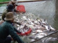 Nông dân không nên bán cá tra ồ ạt