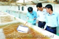 Rệu rạo thú y thủy sản: Giải pháp chống dịch chưa đủ tầm