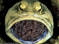 Cá jawfish đực ấp tới 400 quả trứng trong... miệng