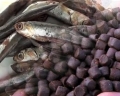 Tây Ban Nha: Cảnh báo về việc sử dụng các loài cá tự nhiên làm nguyên liệu thức ăn cho NTTS