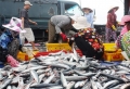 Khánh Hòa: tin vui đầu vụ cá Nam
