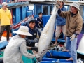 Sản lượng khai thác cá ngừ đại dương tăng mạnh