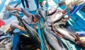 Cá ngừ “kéo” tăng trưởng thủy sản