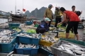 Quảng Ninh: Nhiều tàu khai thác thủy sản gây hủy diệt môi trường biển
