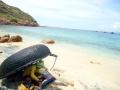 Bình Định: Rùa biển mất chỗ đẻ vì nạn khai thác ti tan