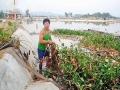 Nghệ An: Khẩn trương khôi phục vùng nuôi tôm